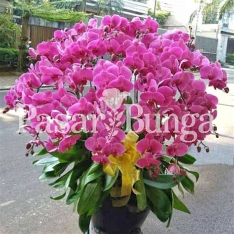 Bunga Meja Anggrek Bulan 10 Tangkai Pasar Bunga Jakarta