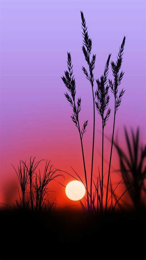 Sunset Reeds Grass Setting Sun Evening Lavender Orange Hd Phone