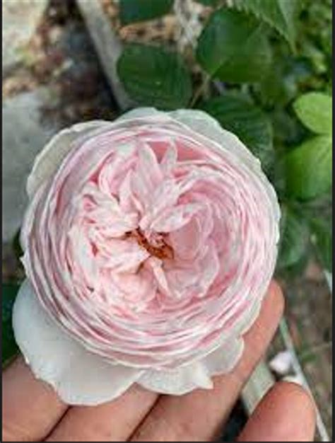30 Rare Seeds Pink Rose Seeds Perennial Authentic Etsy