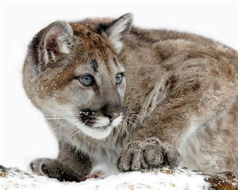 Blue Eyed Cougar Cub Photograph By Wes And Dotty Weber Pixels