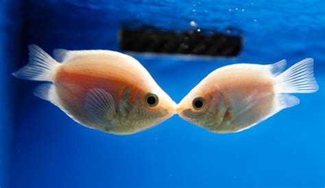 New Study Fish Feel Pain And Have Memories