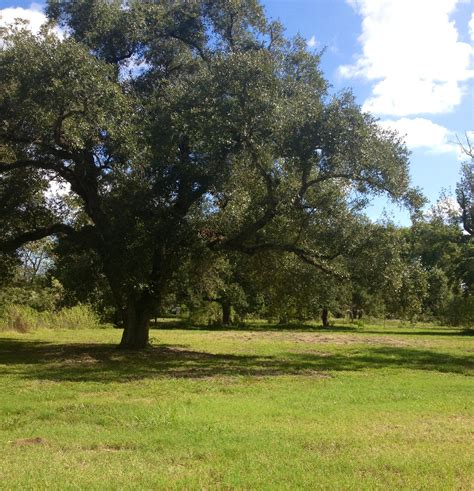 Texas Live Oak Tree Garden Plantation