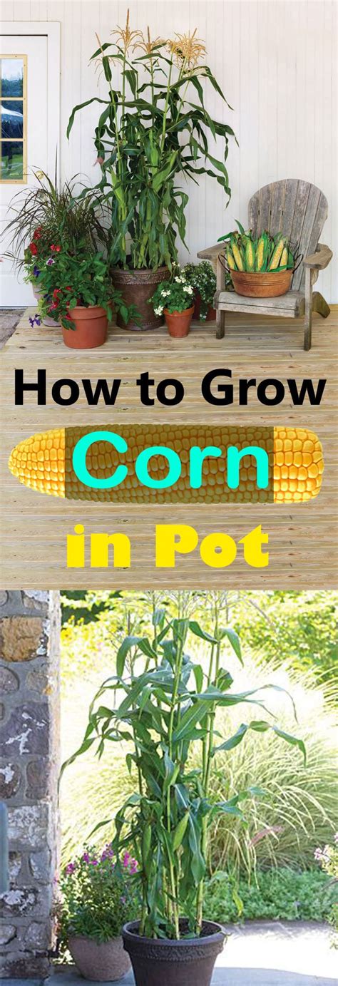 And anyone can grow the kind of vegetables used in every day cooking—including tomatoes, spinach, and potatoes—with limited space. Planting and Growing Corn in Containers