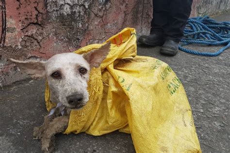 Quito Tiene Un Perro Abandonado Por Cada 22 Personas Metro Ecuador