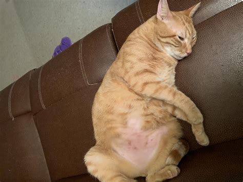 My Cat Has A Lump Under His Stomach What Does This Mean Petcoach