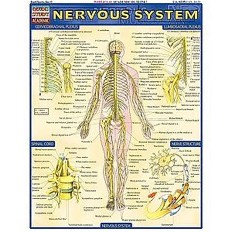 The nervous system has two major parts: Diagram Of The Nervous System Labeled : Nervous System Diagram Labeled - Top Label Maker - Human ...