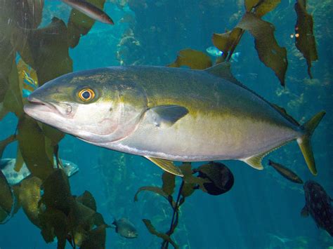 Digestive tract health in Yellowtail Kingfish | Faculty of ...