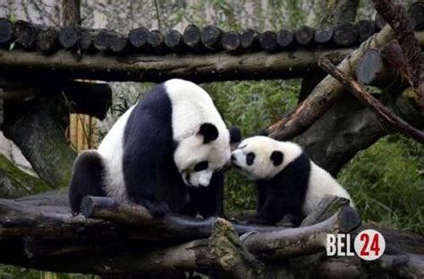Ученые язык больших панд расшифровали Panda Bear Panda Giant Panda