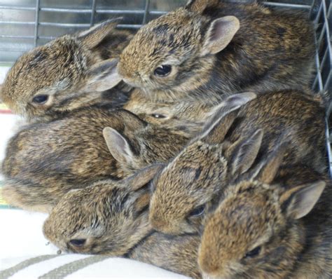 Caring For Abandoned Wild Baby Bunnies My Wildlife Rescue