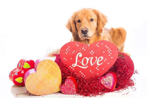 155 Valentines Day Dog Kiss Stock Photos Free And Royalty Free Stock