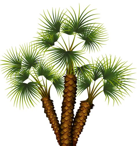 Palm Tree Png Transparent Image Download Size 565x600px