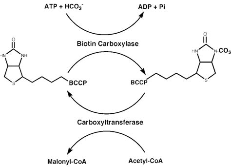 Pyruvate Carboxylase Mechanism