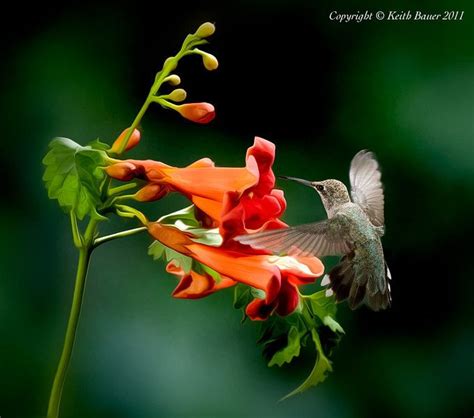 Hummingbird Trumpet Hummingbird Flowers Hummingbird Trumpet Vine