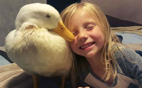 5 Year Old Girl Has A Duck Best Friend Who Follows Her Everywhere And