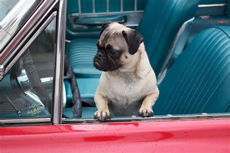 Mr Pickles Pug Going For A Cruise Pug Love Pugs Puppy Love