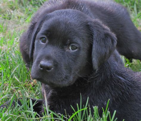 Yellow Chocolate And Black Labrador Retriever Puppies For Sale Hidden