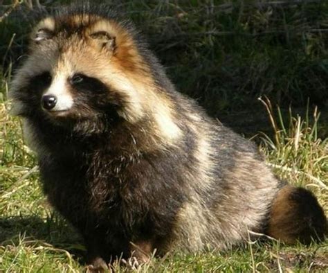 Raccoon Dog Or Tanuki Is Indigenous Canidae Species In East Asia The