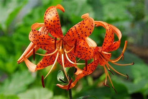 tiger lily facts and health benefits
