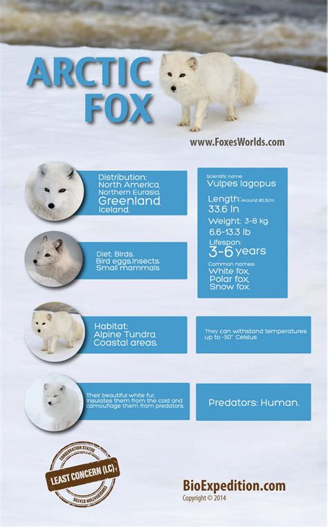The free, funny fact files and cool fact sheets on animals provide interesting, amazing information, together with pictures, photos and fun facts on dogs and puppies for kids learn interesting trivia and cool facts about dogs and puppies especially for children. arctic-fox-infographic - Animal Facts and Information