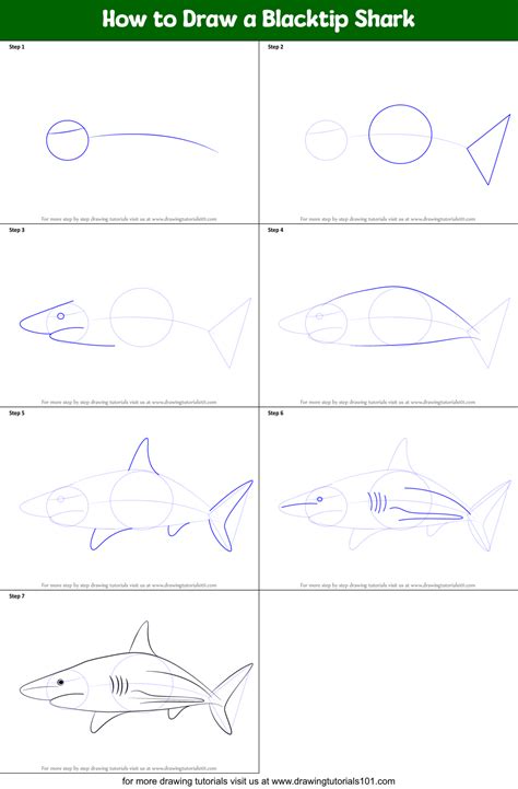 How To Draw A Blacktip Shark Printable Step By Step Drawing Sheet