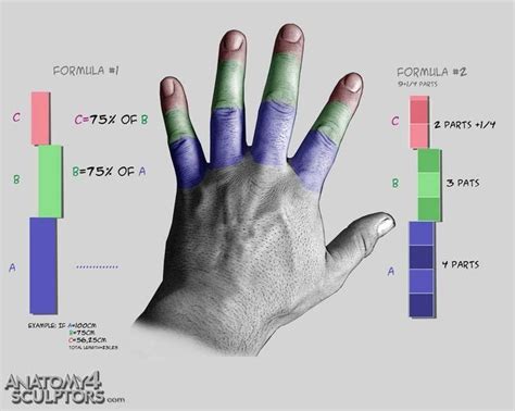 Pin De Dmitry Preobrazhensky En Hands Anatomia Para Artistas