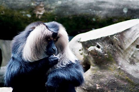 Colobus Colobus Monkey At The Singapore Zoo Dan Taylor Flickr
