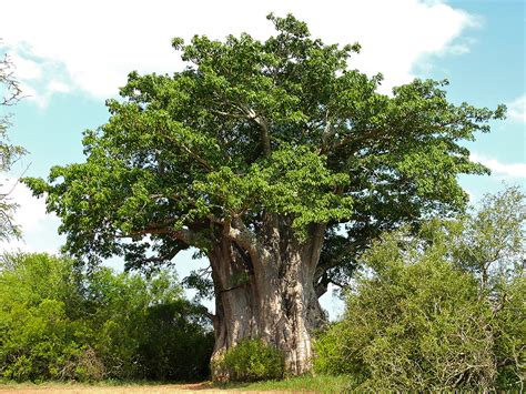 baobab the largest succulent plant in the world world of succulents