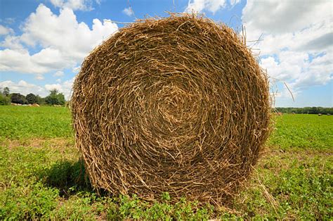 Free Hay Bale Images Pictures And Royalty Free Stock Photos