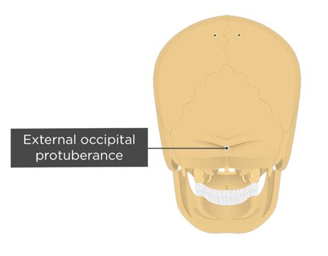 Bump On Occipital Bone