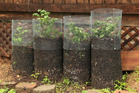 Genius Ideas For Growing Sacks Of Potatoes In Tiny Spaces