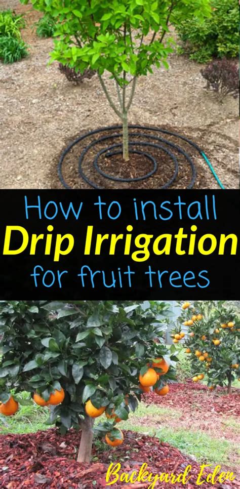 How To Install Drip Irrigation For Fruit Trees Backyard Eden