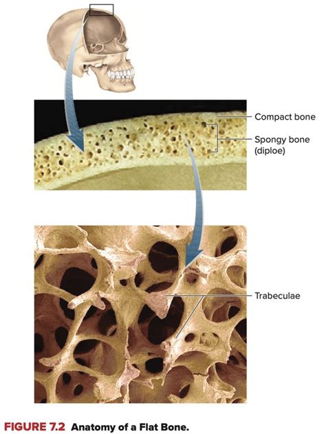 What Are Some Spongy Bone Functions Quora