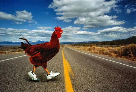 Why The Chicken Crossed The Road Colleen Thornton