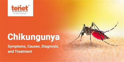 Chikungunya Symptoms Causes Diagnosis Prevention And Treatment