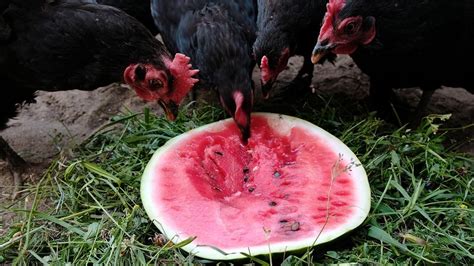 Can Chickens Eat Watermelon What You Need To Know Pet Keen