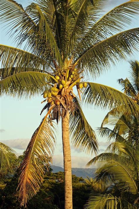 Fiji Nadi Coconut And Palm Tree Stock Photo Image Of Tropical Fiji
