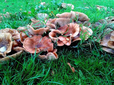 Wavy Cap Id Request Mystery Fungus Mushroom Hunting