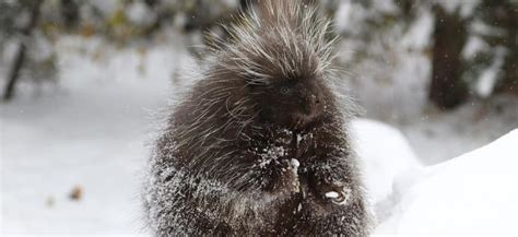 Porcupines A Prickly Wild Neighbour Wilden