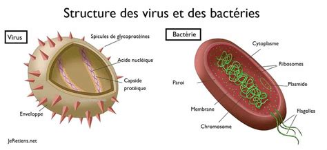 Quelle Différence Entre Virus Et Bactérie