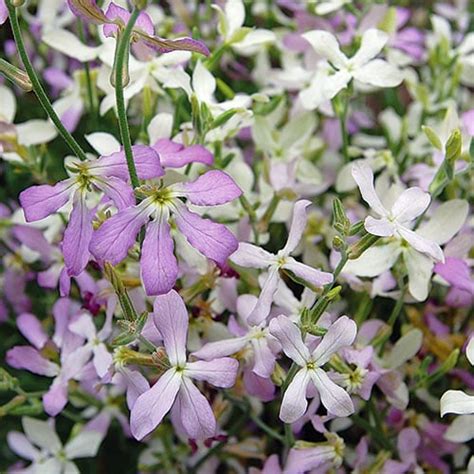 Night Scented Stock Flower Seeds Planet Natural