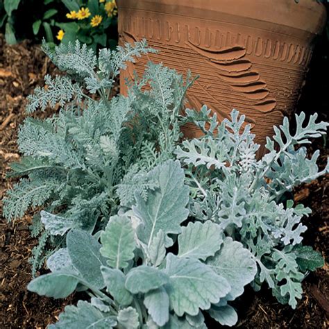 188 Pint Dusty Miller Plant 8 Pack 1502 The Home Depot