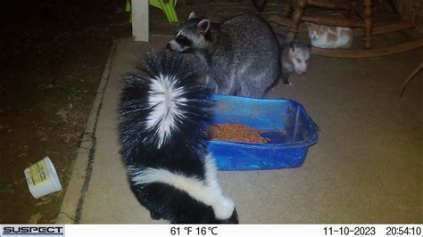 Trail Camera Raccoon Opossum Skunk And Cat Sharing The Cat Food Youtube