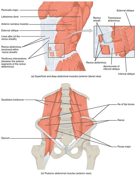 The Top Panel Shows The Lateral View Of The Superficial And Deep Abdominal Muscles The Bottom