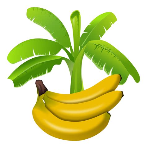 Gambar Pisang Kartun Vektor Vektor Pisang Png Pngwing Veronica Pedersen