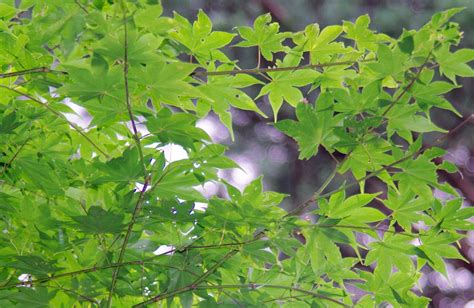 Free Images Branch Wood Leaf Flower Food Green Produce Maple