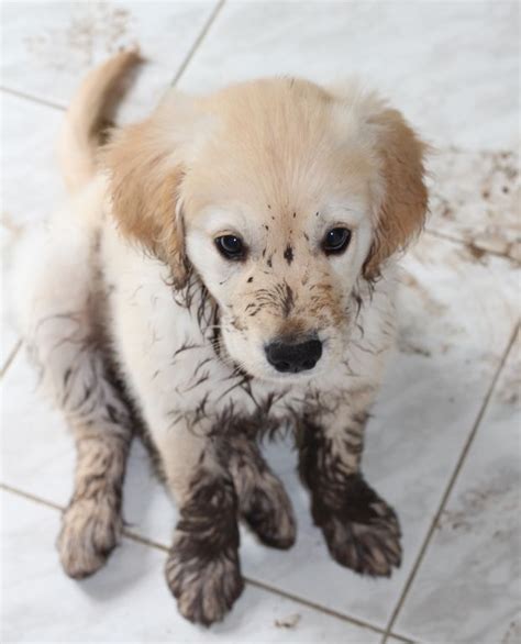 Muddy Puppy Cutie Patooties Pinterest