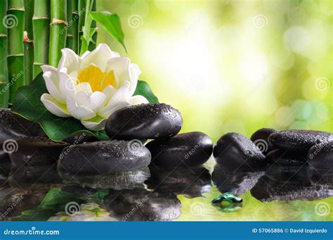 Seerose Auf Vielen Schwarzen Steinen Reflektierte Sich Im Wasser Stockfoto Bild Von