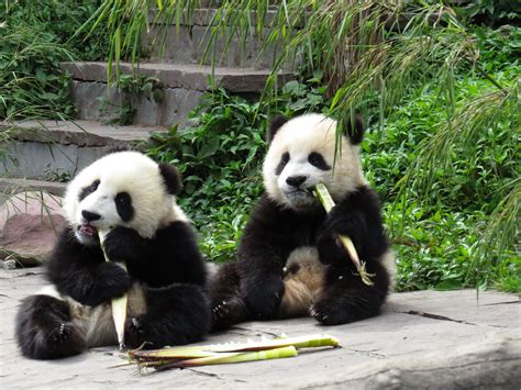 Giant Pandas Are In Danger Of Being Wiped Out Despite