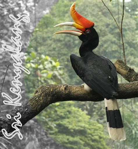Yds gading gk farm cp/wa : Burung kenyalang | zulkanain hassan | Flickr