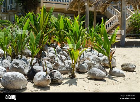 Collection Of Coconut Seedlings Ready To Be Planted Stock Photo Alamy